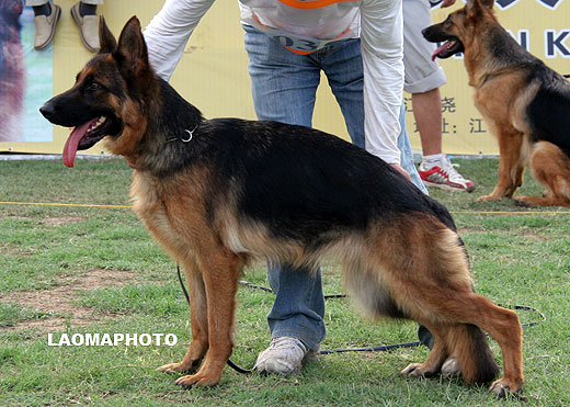 SG1 4035* Aifi von TianYi，母，2007-12-06，CKA0196，CSZ61674，犬主：赵振平