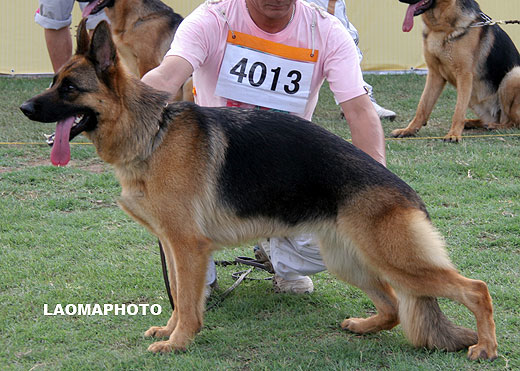 SG2 4013* Aca von YiYu，母，2007-08-09，CRN2217，CSZ58906，犬主：欧阳力