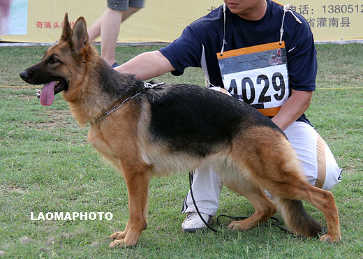 SG4 4029 Olette von der M?usespitz，母，2007-09-25，H-N9718，CSZ8002007，犬主：俞鸣华