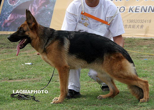 SG5 6021 Corrie von HuaDong，母，2008-04-28，CFZ0962，CSZ75055，犬主：贾咏梅