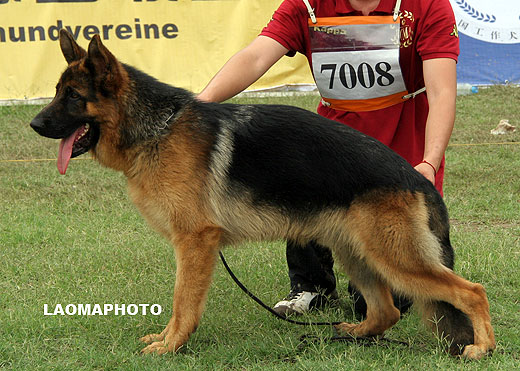 VV1 7008 Emil von LuTai，公，2008-08-13，CDZ7479，CSZ88588，犬主：李强