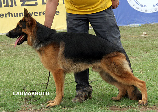 VV2 7016 Banto von Willing，公，2008-07-06，CAZ6551，CSZ83500，犬主：张继中