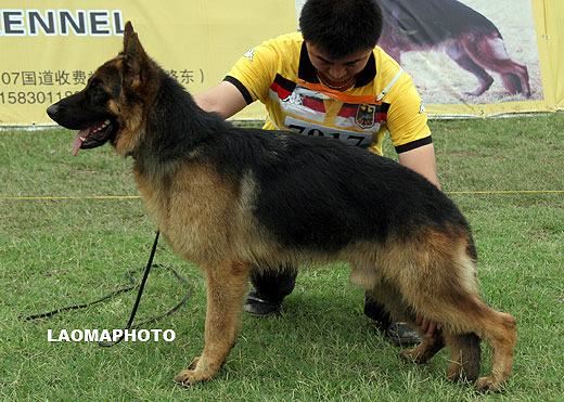 VV3 7017 Blueq von GuanDe，公，2008-09-01，CPZ2090，CSZW87061，犬主：张俊辉