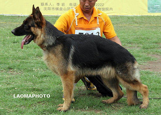 VV4 7013 Chandro von JinLiang，公，2008-09-10，CKW5482，CSZ94692，犬主：杨素辰