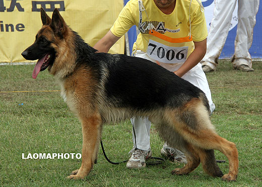 VV5 7006 Anduc von DongSheng，公，2008-06-24，CCK1251，CSZ80905，犬主：李聪