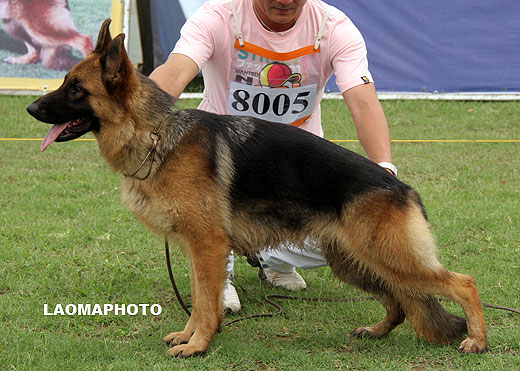 VV1 8005 Bleia von P&D，母，2008-07-05，CDZ0150，CSZ81253，犬主：顾宏伟