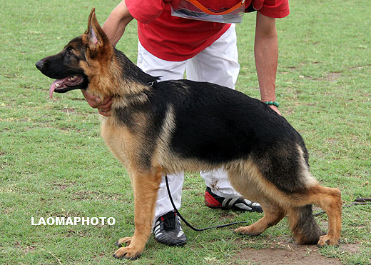 VV2 9010 Jando von JinRuiCheng，公，2008-12-13，CKZ4269，CSZ89406，犬主：邵泽民