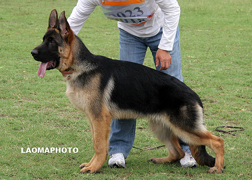 VV3 9018 Gendo von DeSaiLong，公，2008-11-01，CLZ9595，CSZ88426，犬主：郑锡春