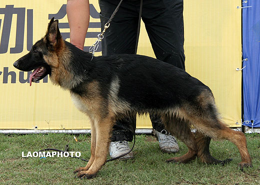 VV1 0024 Bajana von QiuXiang，母，2008-11-28，CKW0446，CSZ91119，犬主：郑锡春