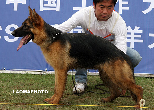 VV4 0023 Dundy von HaiLin，母，2008-11-2，CLZ3378，CSZW87332，犬主：郑锡春