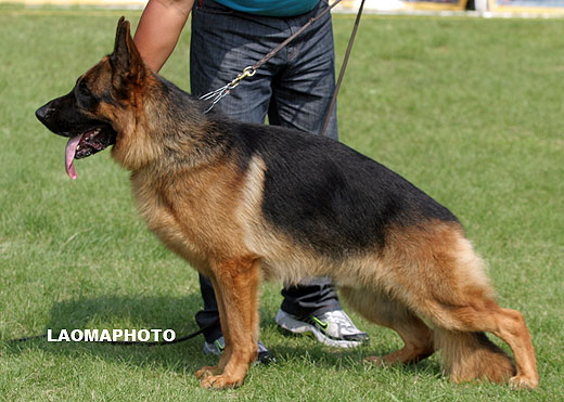 V1 1045* Hasko von WeiSheng，公，2007-02-23，CJS4122，CSZ47772，犬主：赵显生