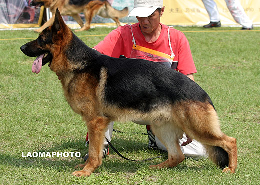 V2 1035* Sandros von der Lohner Heide，公，2005-12-16，F-A4643，CSZ8001891，犬主：闫喜谦