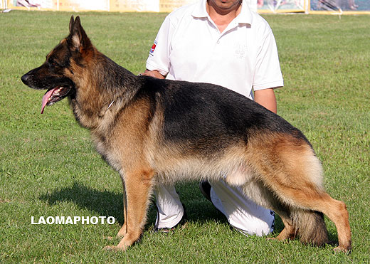 V3 1026* Farus des Meilleurs Sangs，公，2006-01-04，2FAE928，CSZ8002116，犬主：王宏志