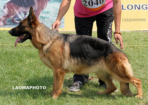 V1 2040* Bali von XinShiJi，母，2007-03-28，CTS3192，CSZ46634，犬主：李洋