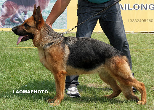 V2 2014* Valka von WeiSheng，母，2006-04-08，CJF3232，CSZ32979，犬主：胡利东