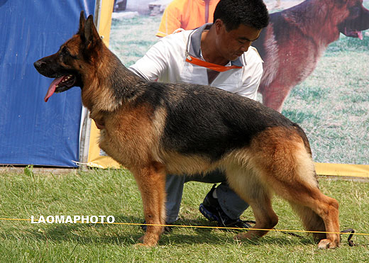 V3 2003* Laifa von WeiSheng，母，2005-10-30，CJN2293，CSZ26685，犬主：陈玉新