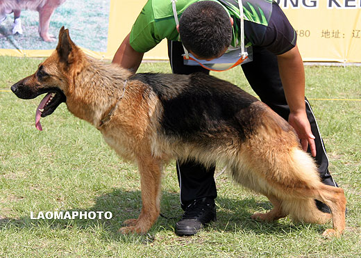 V4 2043* Bajka von BaiChun，母，2006-10-22，CLF8583，CSZ38238，犬主：刘兴国