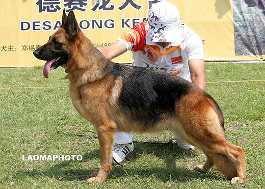V5 2075* Damse von YiHe，母，2006-12-07，CEM5803，CSZ42540，犬主：赵莹
