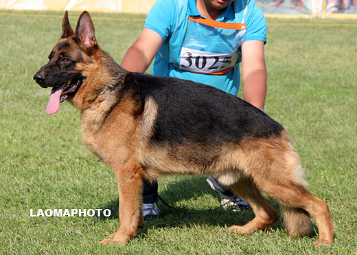 SG1 3025* Malin von WeiSheng，公，2007-09-07，CJS4769，CSZ60403，犬主：赵莹