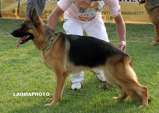 SG1 4033* Aca von YiYu，母，2007-08-09，CRN2217，CSZ58906，犬主：欧阳力