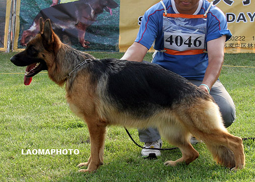 SG2 4046 Iffi von ErTu，母，2007-08-08，CJS4697，CSZ60273，犬主：王晓峰