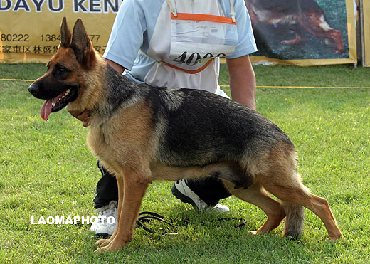 SG5 4009* Candy von WenZhi，母，2007-08-30，CAA6783，CSZ58127，犬主：郭柏呈