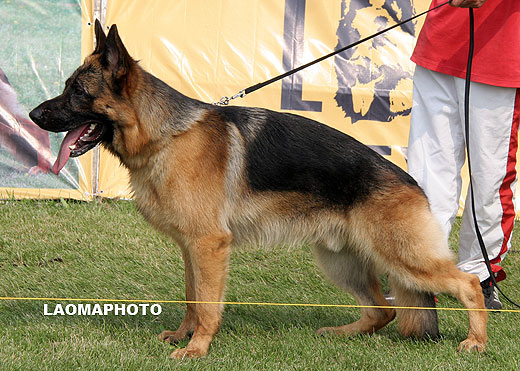 SG2 5022 Gab  von HeiLong，公，2008-02-08，CEM9139，CSZ70950，犬主：刘茂坤