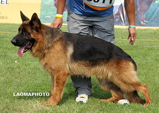 SG3 5011 Buddy von ZhengDe，公，2008-04-13，CJS5789，CSZ79036，犬主：李恩才