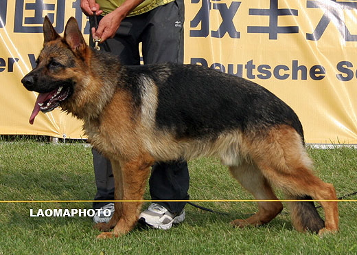SG4 5015* Fito von ZhongLong，公，2008-03-16，CEA6236，CSZ80969，犬主：李凤滨
