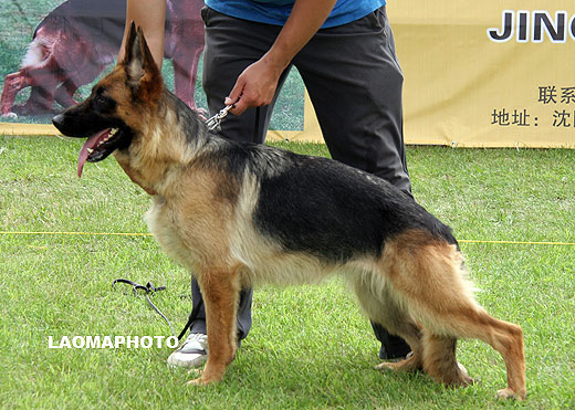 SG2 6036* Enia von DongYu，母，2008-02-10，CLA2888，CSZ70364，犬主：孙德宇