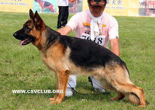 VV1 7018 Bravo von Airfog，公，2008-08-02，CLZ9530，CSZ88368，犬主：张士强