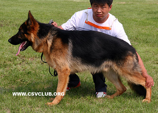 VV2 7015 Focus von SaErTu，公，2008-09-04，CEZ5396，CSZW86667，犬主：闫喜谦