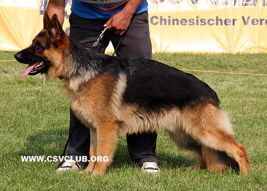 VV3 7006 Dauphin von YiHe，公，2008-07-05，CBZ0472，CSZ81766，犬主：李自明