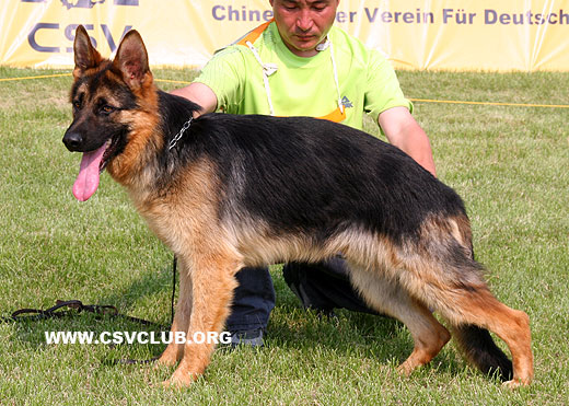 VV4 7014 Feier von SaErTu，公，2008-09-04，CEZ5392，CSZW86663，犬主：闫喜谦