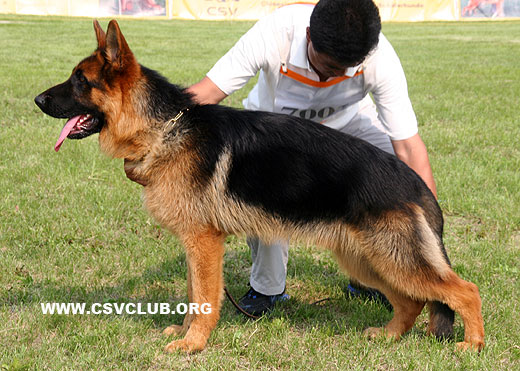 VV5 7001 Conn von YuXin，公，2008-09-20，CJW0361，CSZ90359，犬主：陈玉新