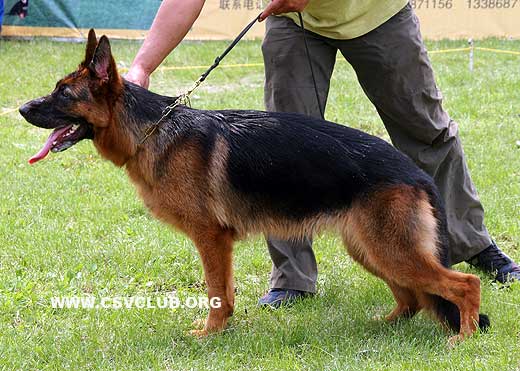 VV1 8009 Balie von HeLi，母，2008-07-16，CEZ1699，CSZ84577，犬主：李凤滨
