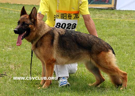 VV2 8023 Baerbl von HuaXi，母，2008-08-01，CLZ7026，CSZ84192，犬主：尹龙