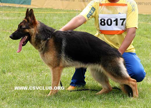 VV3 8017 Boheme von ShenYangDaYu，母，2008-08-11，CLZ5205，CSZ86720，犬主：王伟