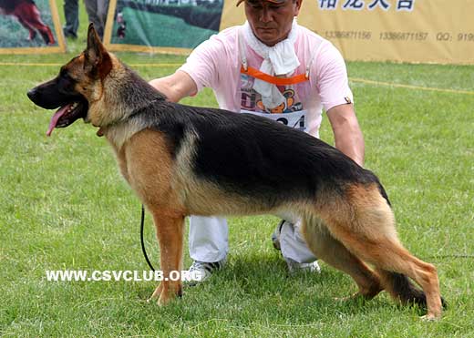 VV4 8024 Heris von YuLong，母，2008-08-15，CLZ5248，CSZ86761，犬主：尹龙