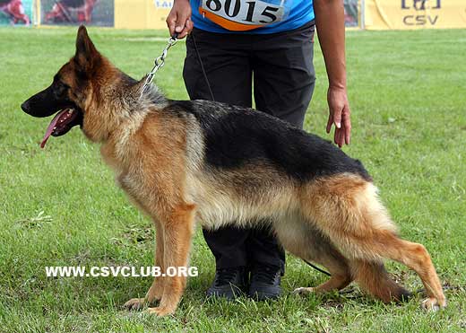 VV5 8015 Beli von Hai Zhou Wan，母，2008-07-21，CFZ0802，CSZ83011，犬主：唐闻