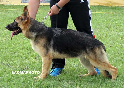 VV1 0009 Gennie von DongYu，母，2008-11-07，CLZ9516，CSZ88356，犬主：孙德宇