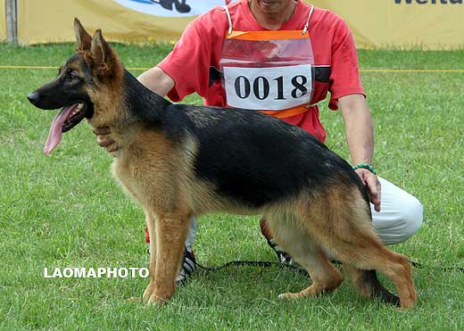 VV2 0018 Dundy von HaiLin，母，2008-11-02，CLZ3378，CSZW87332，犬主：郑锡春