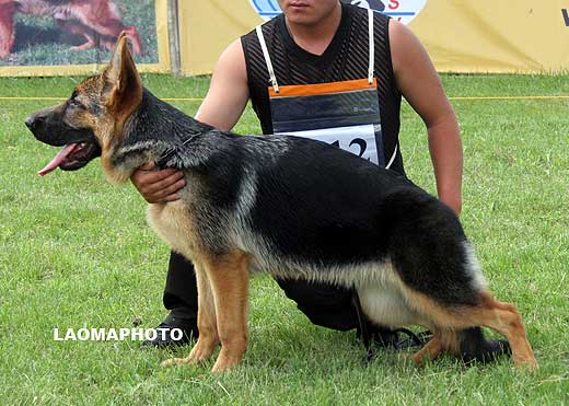 VV3 0012 Gilda von FangDe，母，2008-12-12，CLZ9567，CSZ88401，犬主：武广尧