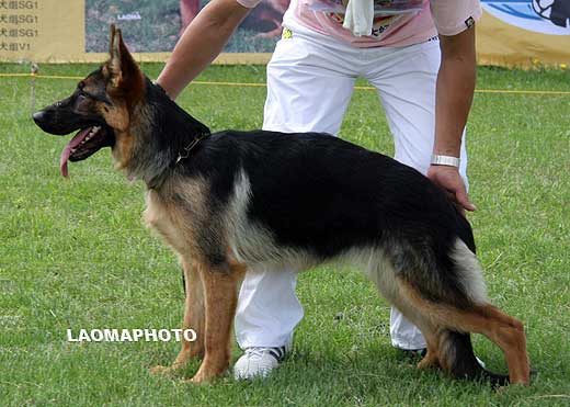 VV4 0003 Ciree von YuLong，母，2009-01-11，CEW8213，CSZ89739，犬主：高景文