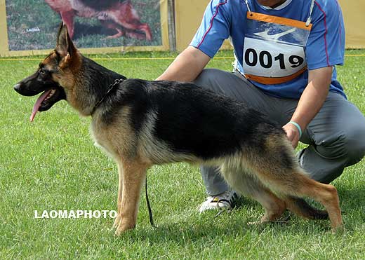 VV5 0019 Brixy von QiuXiang，母，2008-11-28，CKW0445，CSZ91118，犬主：郑锡春