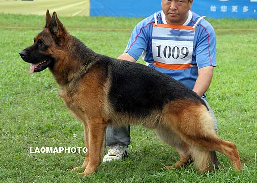V1 1009 Xill aus dem Haus Zygadto，公，2007-03-05，U-A5696，CSZ8002131，犬主：李深义