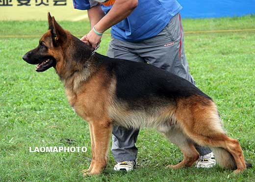V2 1017 Pirlo von der Jahnh?he，公，2007-05-24，R-E7636，CSZ8002137，犬主：罗斌