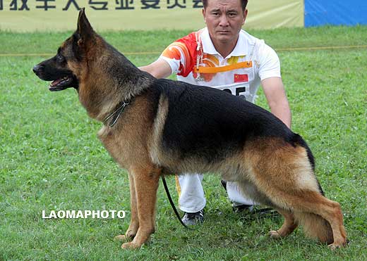 V3 1025* Eacer von PJTC，公，2005-10-19，CLF8618，CSZ38308，犬主：余健