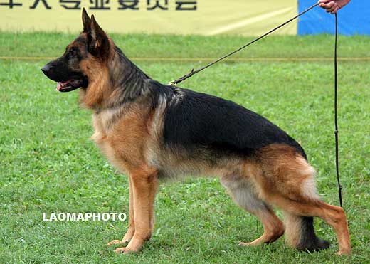 V4 1008* Laro vom Holtk?mper See，公，2007-04-29，D-C5455，CSZ8002015，犬主：李深义