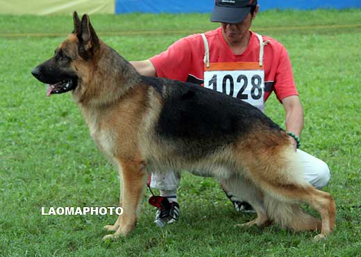 V5 1028* Babo von MingWang，公，2006-07-08，CFN1887，CSZ34185，犬主：张侦杰